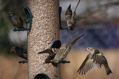 birds at a bird feeder